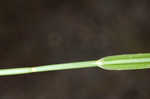 Saltmarsh umbrella-sedge